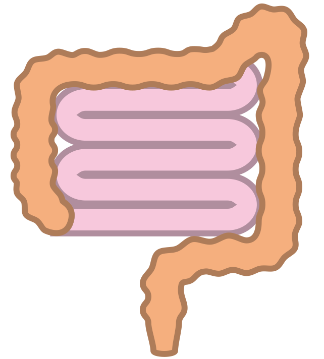 腸