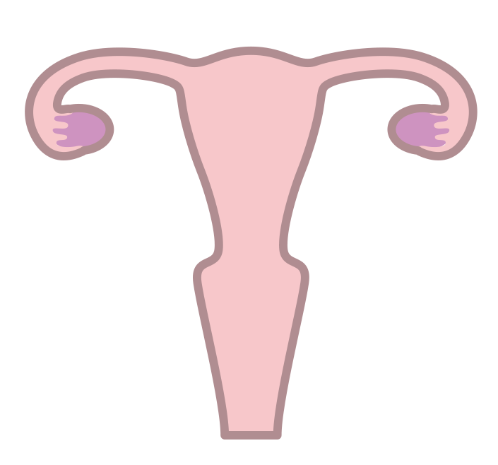 女性生殖器